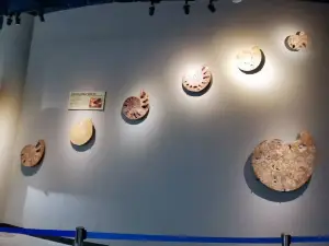พิพิธภัณฑ์หอยใน Dalian