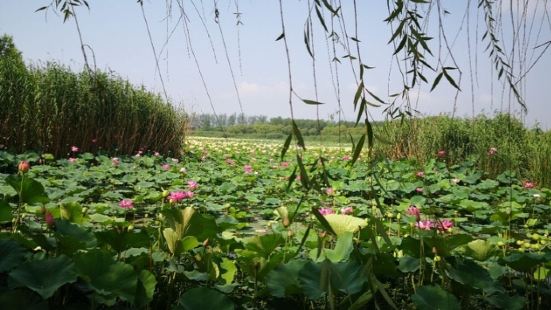 Wetland Park