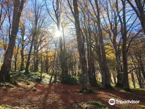 Bosco Sant'Antonio