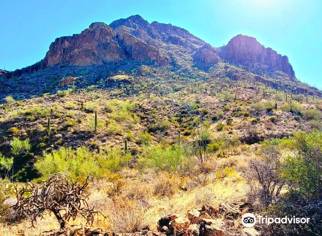 Các khách sạn gần Tucson Mountain Park