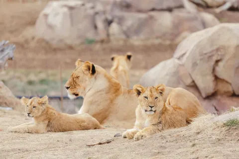 zoo di Denver