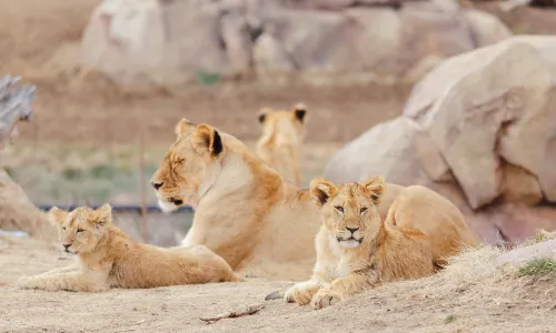 Denver Zoo