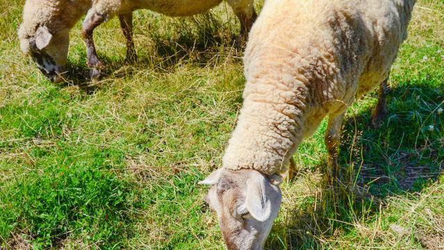 Village Historique Acadien