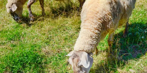 阿卡迪亞歷史文化村