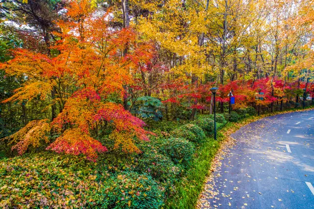 Maple Leaf Viewing in Changsha