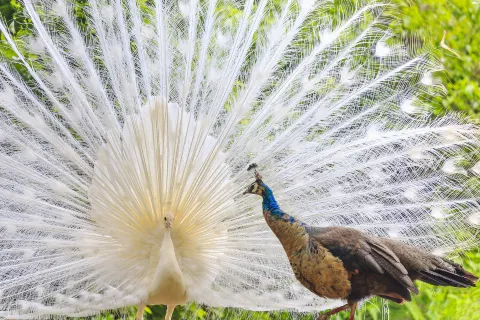 Kunming Zoo