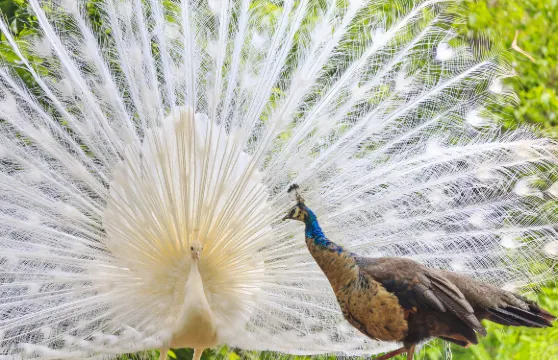昆明動物園門票成人