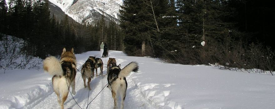 Snowy Owl Sled Dog Tours Inc