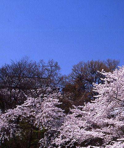 高崎春祭 | 高崎市