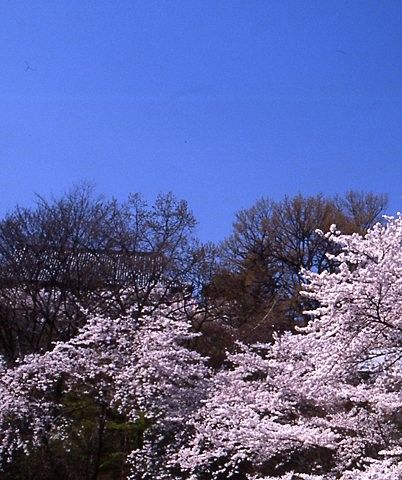 Takasaki Spring Matsuri | Takasaki