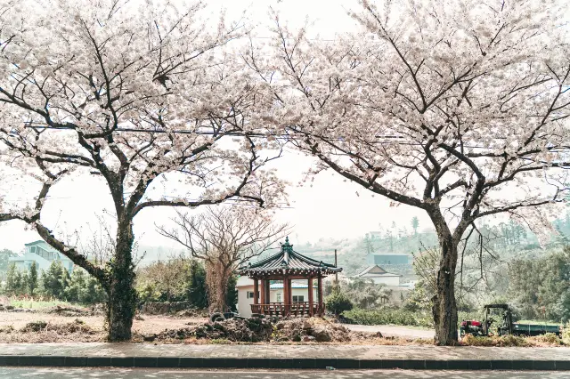 Cherry Blossom Viewing in Jeju