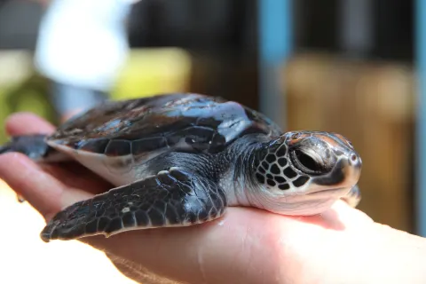 Sea Turtle Hatchery - Habaraduwa