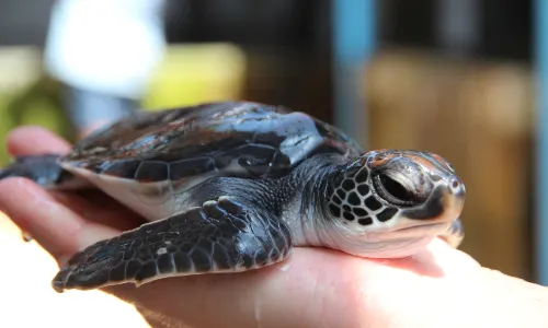 Sea Turtle Hatchery Habaraduwa