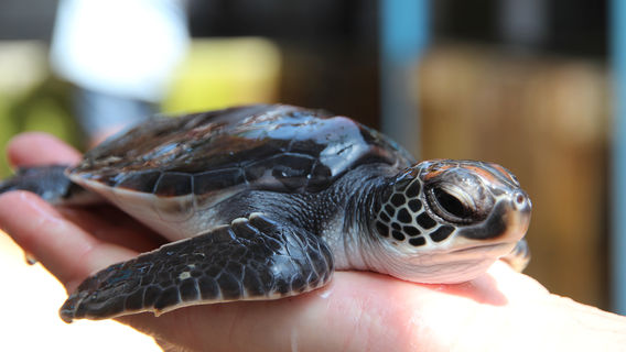 Sea Turtle Hatchery Habaraduwa