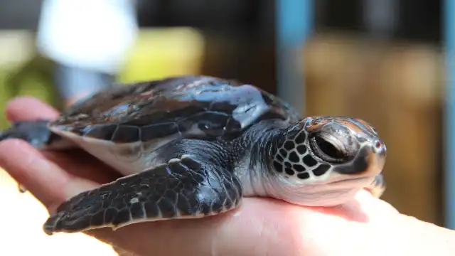 鄰近海龜孵化場的酒店