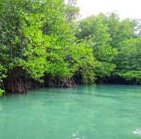 พาเรือคายัคชมธรรมชาติป่าชายเลน