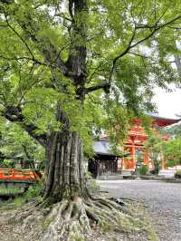 新緑の今宮神社で森林浴