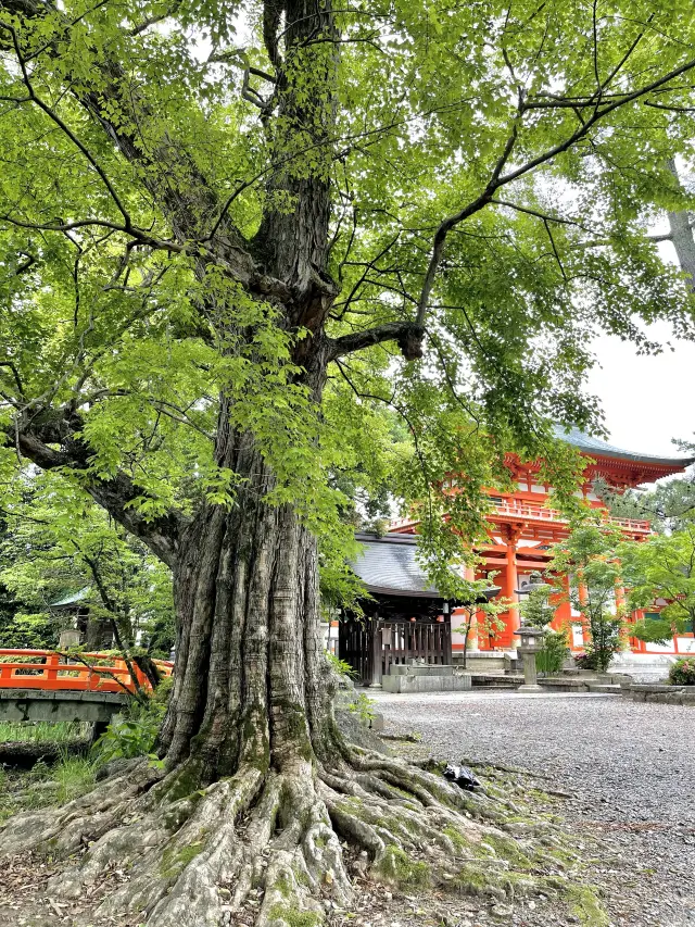 新緑の今宮神社で森林浴