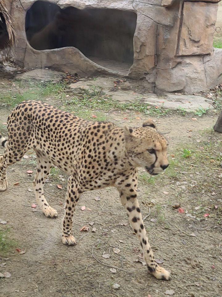 Shanghai Wild Animal Park Travel Guidebook Must Visit Attractions In Shanghai Shanghai Wild Animal Park Nearby Recommendation Trip Com