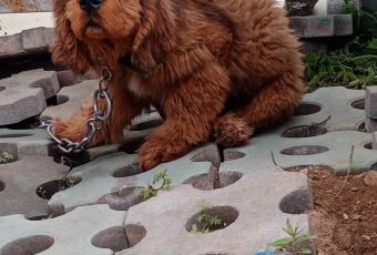 张北天路安娜庄园 User Photo