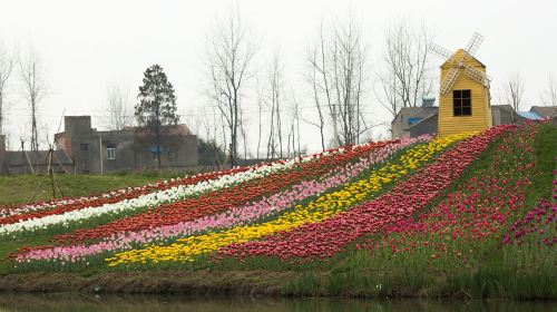 沔州百萬花海風景區