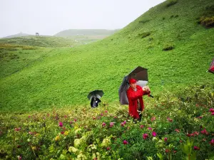 Yumin County Peony Valley