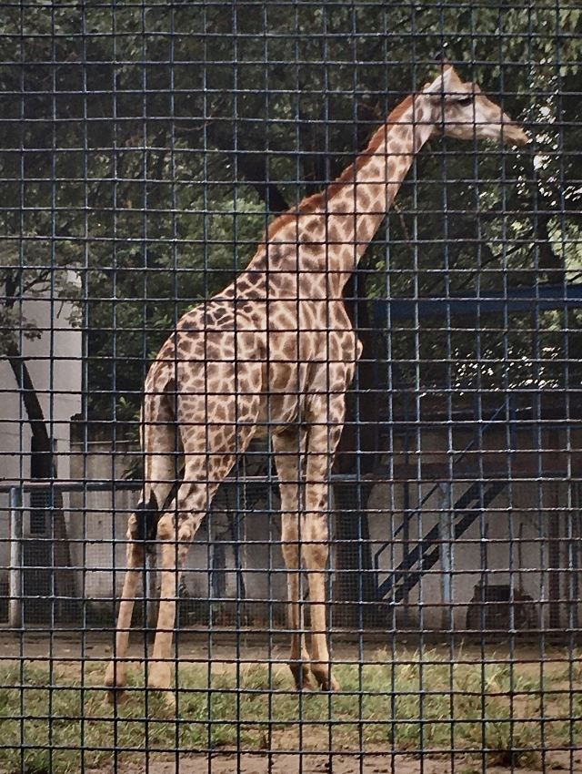 武漢動物園