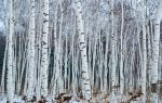 Saihanba Birch Forest