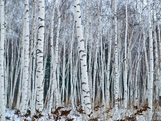 Saihanba Birch Forest