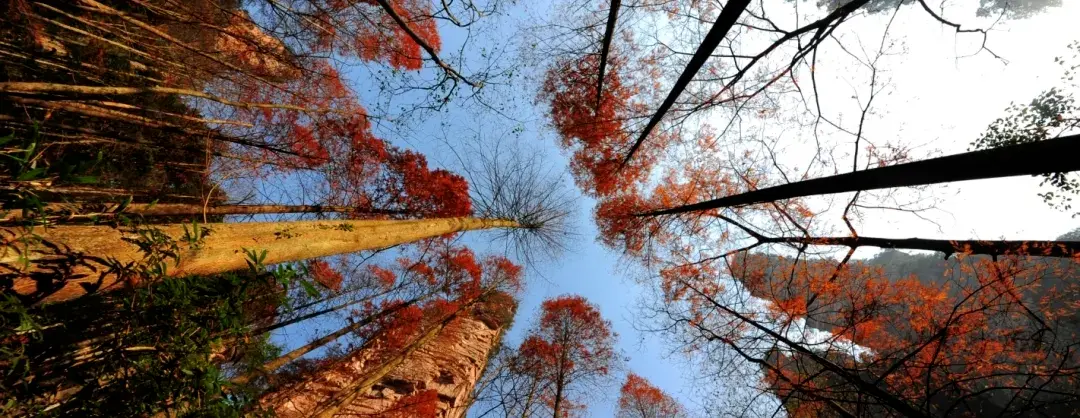 Fall Viewing Attractions