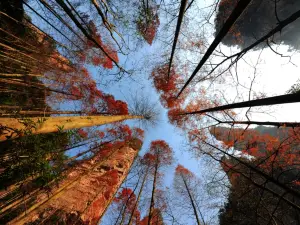 Attrazioni per la visione autunnale a Zhangjiajie: le opzioni più popolari
