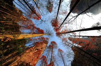 張家界的熱門遊賞秋景好去處