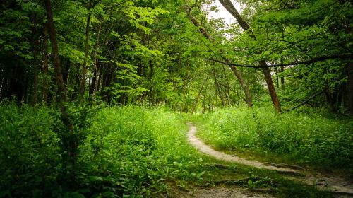 Forest of Fontainebleau