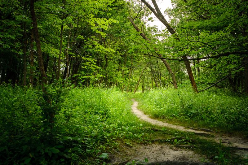 Forest of Fontainebleau