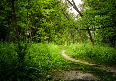 Forest of Fontainebleau