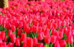 Haoze International Tulip Flower Sea Joy City