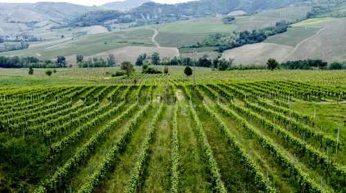 Barossa valley Estate Winery