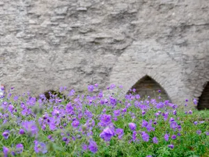 Revaler Stadtbefestigung