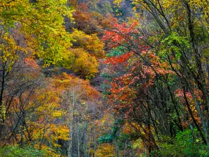 Tangjiahe National Nature Reserve