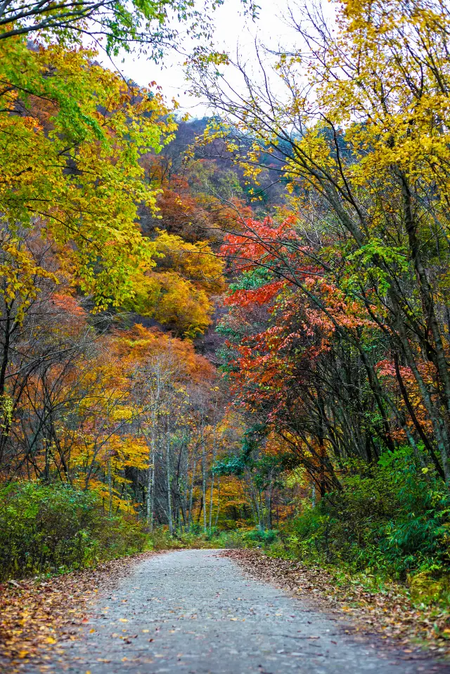 Fall Foliage Sightseeing in Guangyuan