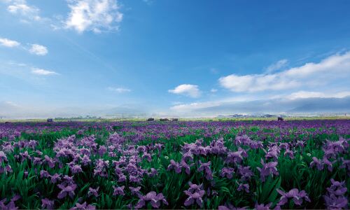 Beihai Wetland