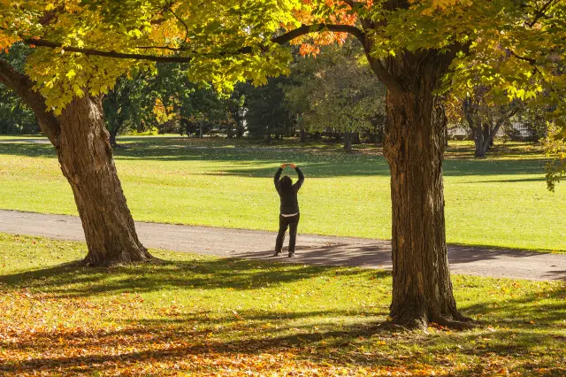 Maple Leaf Viewing in Ottawa