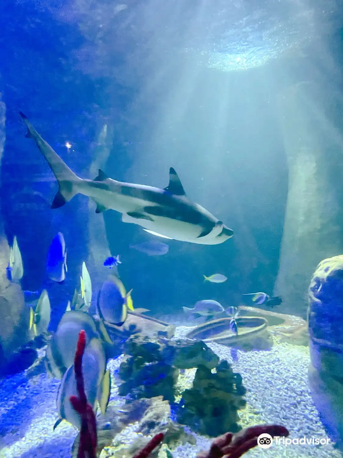 Hotels near SEA LIFE Bray Aquarium