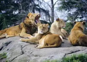 Woodland Park Zoo