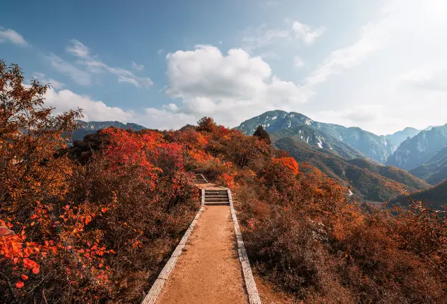 Fall Foliage Sightseeing in Luoyang