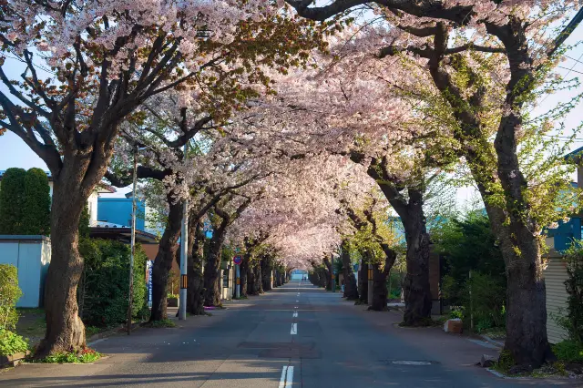 Cherry Blossom Viewing in Hakodate