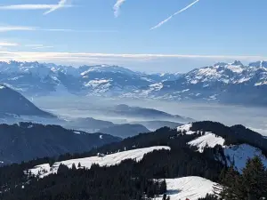Laterns-Gapfohl