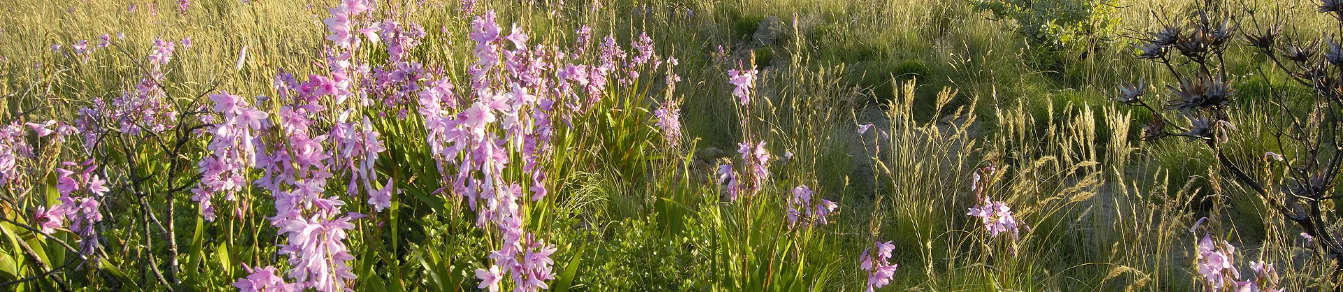 Fioriture Primaverili