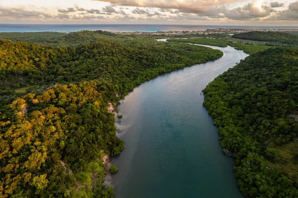 4_Amazon Rainforest