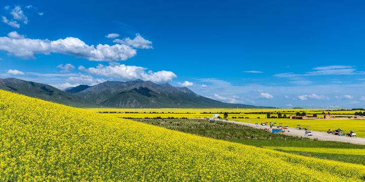 Menyuan Rapeseed Flower Field